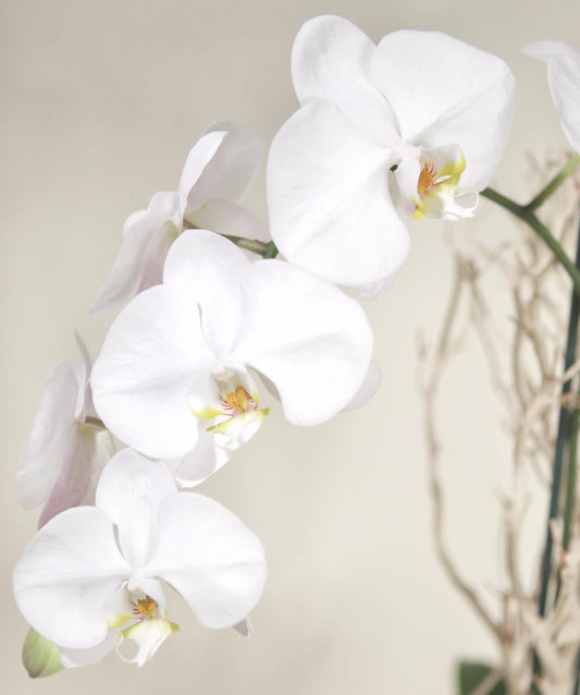 White Phalaenopsis Orchid