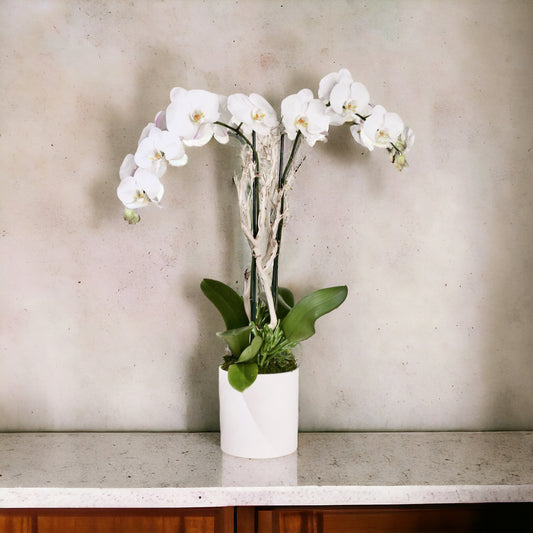 White Phalaenopsis Orchid