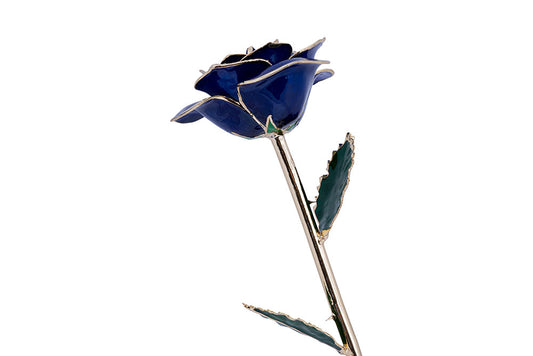 24K Gold Dipped Rose - Blue Velvet