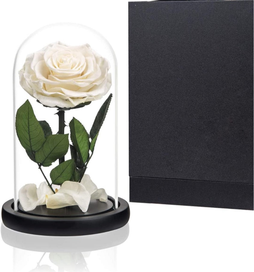 Enchanted Rose in a Glass Dome
