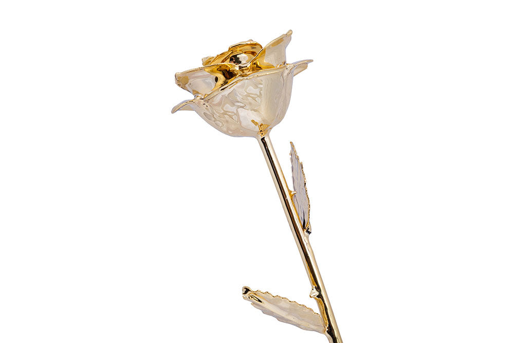 24k Gold Dipped Rose - Gold