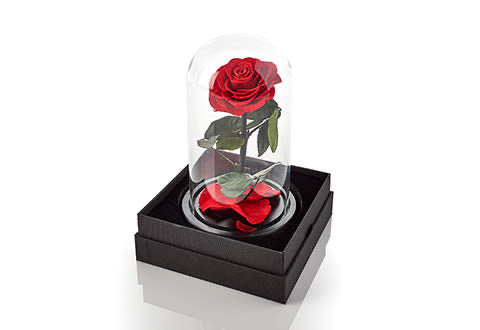 Enchanted Rose in a Glass Dome