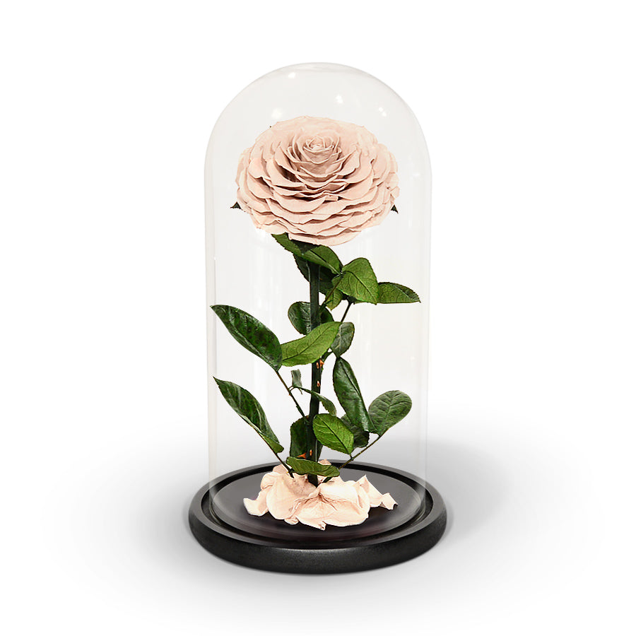 Enchanted Rose in a Glass Dome