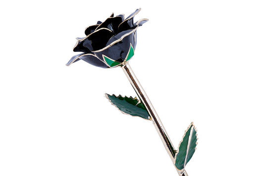 24k Gold Dipped Rose - Midnight Black