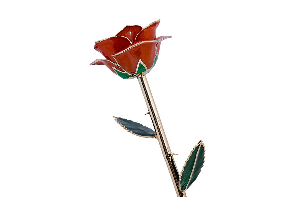 24k Gold Dipped Rose - Tangerine Dream
