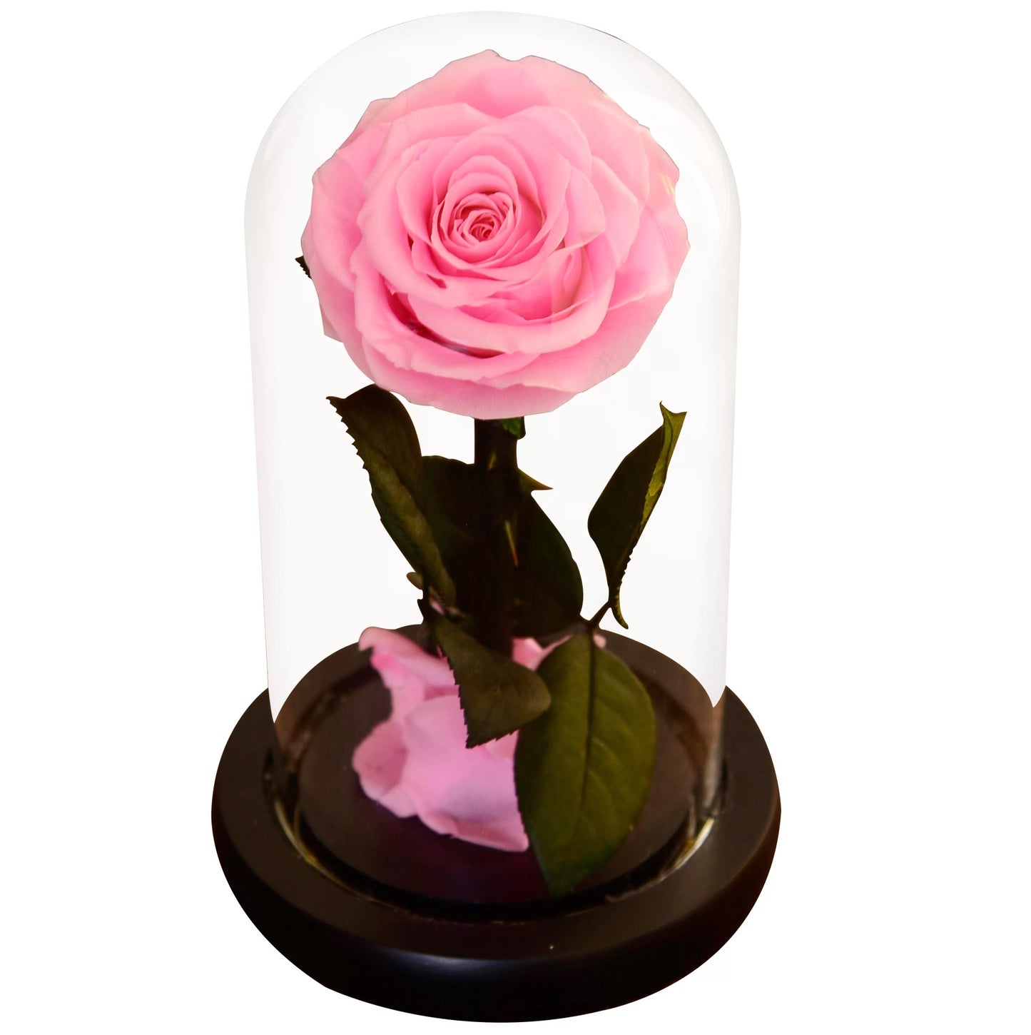 Enchanted Rose in a Glass Dome